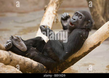 playful monkey sits on tree and eats nuts Stock Photo