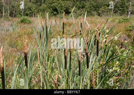 Bulrush Typha latifolia flowers in summer closeup Stock Photo