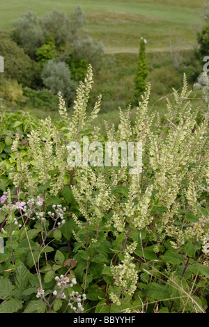 Wood sage Teucrium scorodonia Lamiaceae UK Stock Photo