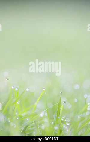 Dew or rain on blades of grass Stock Photo