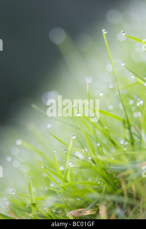 Dew or rain on blades of grass Stock Photo