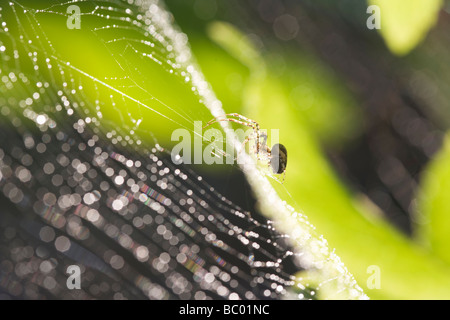 Garden spider on a web Stock Photo