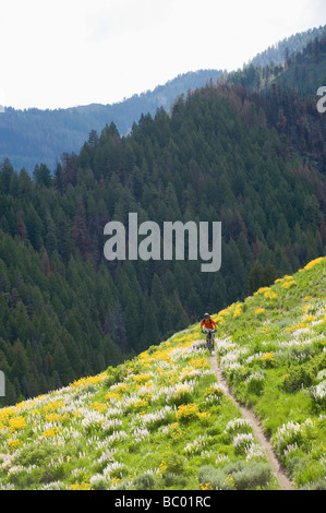 Man mountain biking in Sun Valley, Idaho. Stock Photo