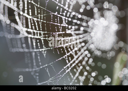 Dew on a spider's web Stock Photo