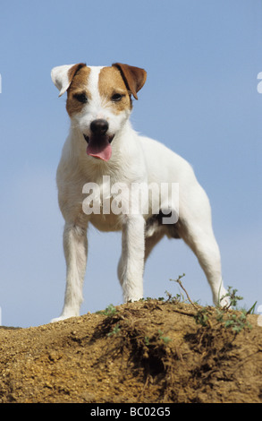 Parson Russell Terrier (Canis lupus familiaris), adult male seen against the sky Stock Photo