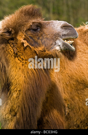 Head of Bactrian Camel Camelus bactrianus a large even-toed ungulate from the steppes of north eastern Asia and now endangered Stock Photo