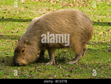The capybara Hydrochoerus hydrochaeris is the largest living rodent in the world and is found in South America Stock Photo