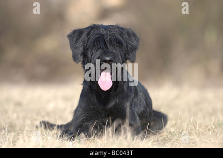 Giant Schnauzer (Canis lupus familiaris). Adult lying on dry grass Stock Photo