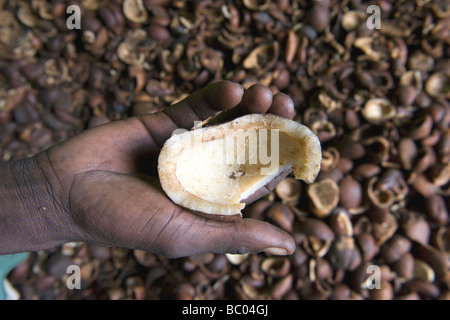 Hand holding copra, Quelimane, Mozambique Stock Photo