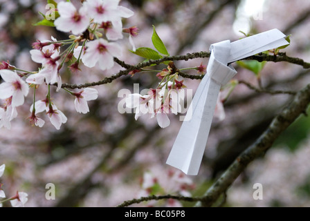 A paper oracle or omikuji fortune is tied to a branch of a blossoming cherry tree at a Shinto shrine Stock Photo