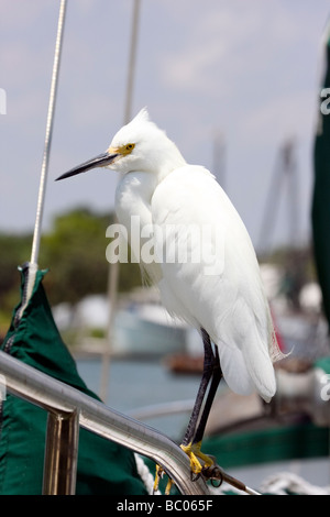 Snowy Egret standing on a sail ship Stock Photo