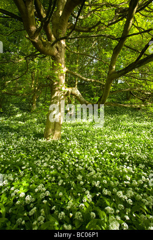 England Northumberland Plessey Woods Country Park Blagdon Estate A blanket of ramsons wild garlic within the Blagdon Estate Stock Photo