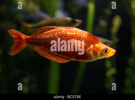 Parkinson's Rainbow Fish, Melanotaenia Parkinsoni, Melanotaeniidae, Atheriniformes, New Guinea. Stock Photo