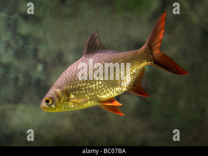 Golden Rudd, Scardinius erythrophthalmus, Cyprinidae. A Freshwater Fish Stock Photo
