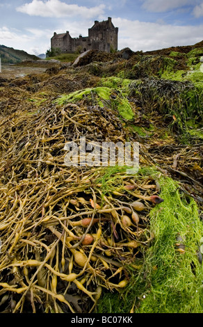 Eileen Donan Castle and seaweed at low tide Stock Photo