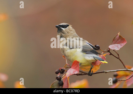 Cedar Waxwing Bombycilla cedrorum adult on hawthorn with fallcolors Grand Teton NP Wyoming September 2005 Stock Photo