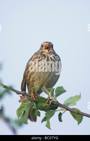 Corn Bunting Miliaria calandra adult singing National Park Lake Neusiedl Burgenland Austria April 2007 Stock Photo