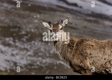 Red deer stag re-growing antlers during the summer moult on Ben Eighe, Torridon Stock Photo