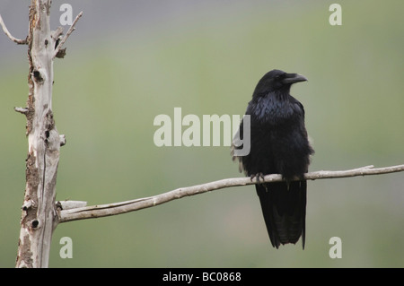 Common Raven Corvus corax adult Grand Teton NP Wyoming September 2005 Stock Photo