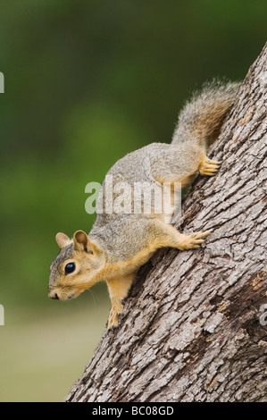 Eastern Fox Squirrel Sciurus niger adult on tree Uvalde County Hill Country Texas USA April 2006 Stock Photo