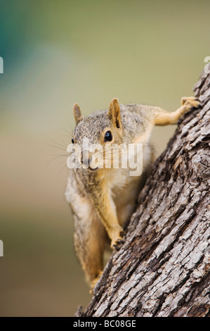 Eastern Fox Squirrel Sciurus niger adult on tree Uvalde County Hill Country Texas USA April 2006 Stock Photo