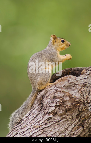 Eastern Fox Squirrel Sciurus niger adult on tree Uvalde County Hill Country Texas USA April 2006 Stock Photo