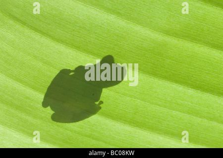Emerald Glass Frog Centrolene prosoblepon silhouette of adult on banana leaf Central Pacific Coast Costa Rica Stock Photo
