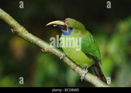 Emerald Toucanet Aulachorynchus prasinus adult perched Central Valley Costa Rica Central America December 2006 Stock Photo