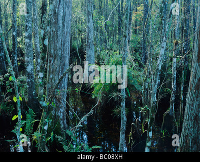 Swamp with Cypress trees and ferns Six Mile Cypress Slough Preserve Florida December 1998 Stock Photo