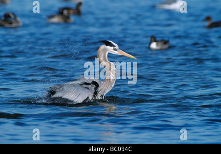 Great Blue Heron Ardea herodias adult bathing Rockport Texas USA March 2001 Stock Photo