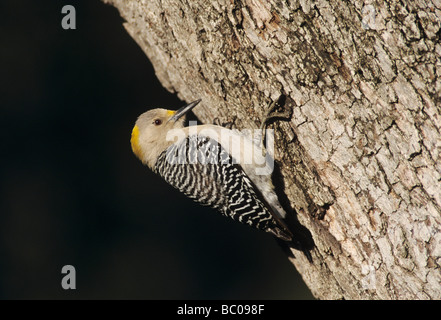 Golden fronted Woodpecker Melanerpes aurifrons female at Oak Tree New Braunfels Texas USA April 2001 Stock Photo