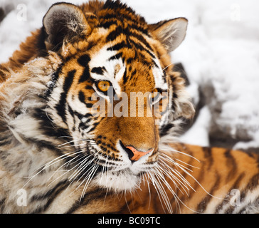 Yiung tiger portrait Novosibirsk ZOO Stock Photo