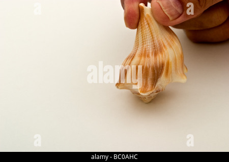 A small conch sea shell being held by two fingers Stock Photo