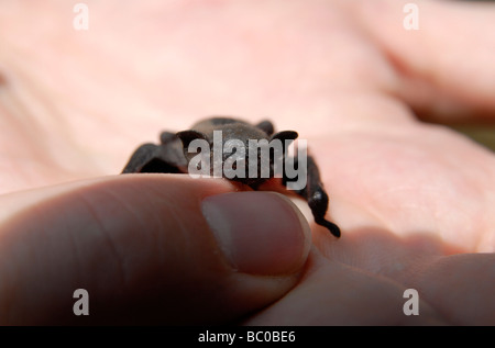 A bat (common pipistrelle), about one week old, sitting on a hand Stock Photo