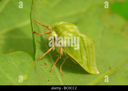 Green silver lines - Pseudoips prasinana britannica Stock Photo