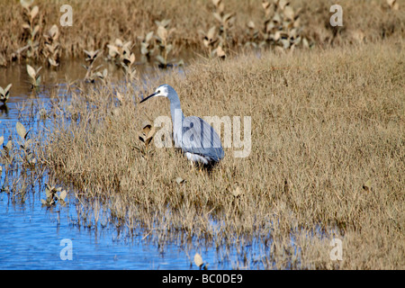 White faced egret, Egretta novaehollandiae, in tidal marsh Stock Photo