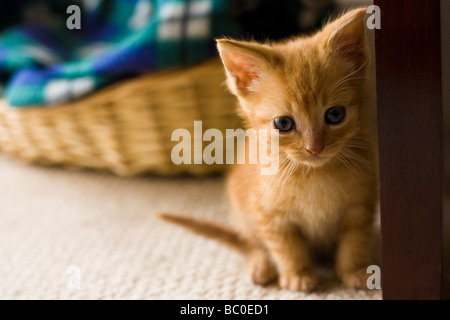 Ginger Kitten indoors Stock Photo