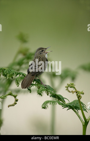 Grasshopper warbler Locustella naevia singing Wales Stock Photo