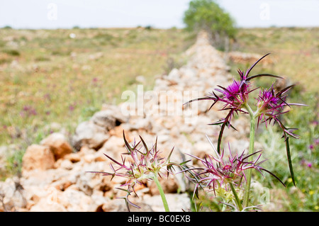 Israel Judea Hills Syrian Thistle Notobasis syriaca spring May 2009 Stock Photo
