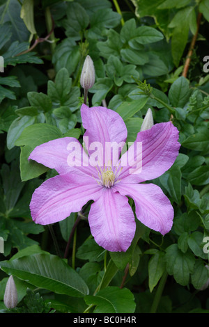 Clematis Hagley Hybrid flower Stock Photo