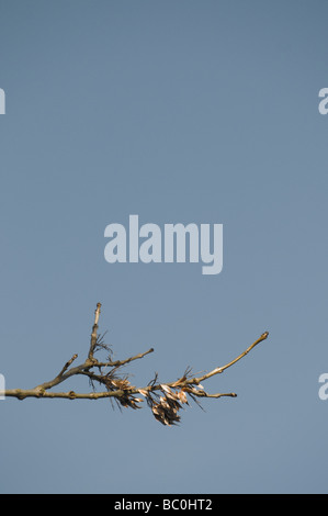 Ash tree Fraxinus excelsior branch with seeds Stock Photo