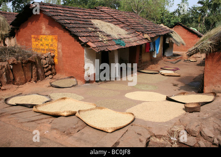 Maize Drying In A Typical Paroja Tribe Village In Orissa, India Stock Photo