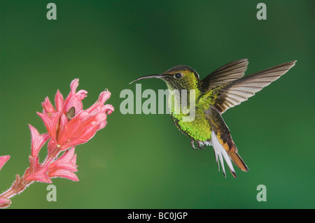 Coppery headed Emerald Elvira cupreiceps male in flight feeding on Shrimp plant Central Valley Costa Rica Central America Stock Photo