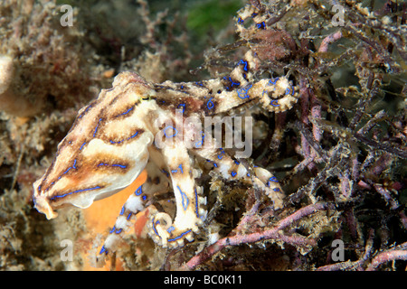 Venomous Southern blue-ringed Octopus, Hapalochlaena fasciata. This octopus can inject a powerful neurotoxin that can kill. Stock Photo