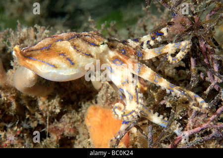 Venomous Southern blue-ringed Octopus, Hapalochlaena fasciata. This octopus can inject a powerful neurotoxin that can kill. Stock Photo