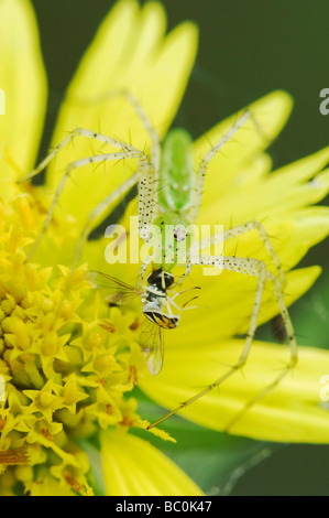 Green Lynx Spider Peucetia viridans adult on Golden Crownbeard Verbesina encelioides eating Hoover Fly Rio Grande Valley Texas Stock Photo