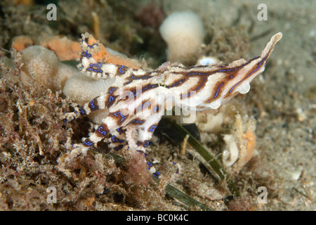 Venomous Southern blue-ringed Octopus, Hapalochlaena fasciata. This octopus can inject a powerful neurotoxin that can kill. Stock Photo