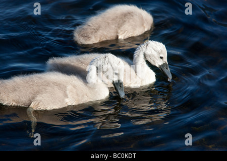 Spring  cute mute swan Cygnus olor signet on Castle Loch Lochmaben Dumfries and Galloway Scotland UK Stock Photo