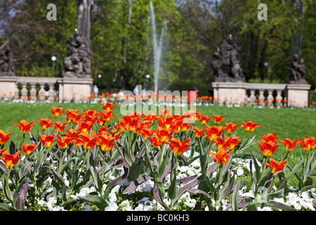 Prague Spring Tulips Stock Photo