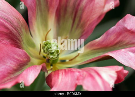 Tulipa  Viridiflora 'Esperanto' photographed at Keukenhof Gardens in Lisse, the Netherlands Stock Photo